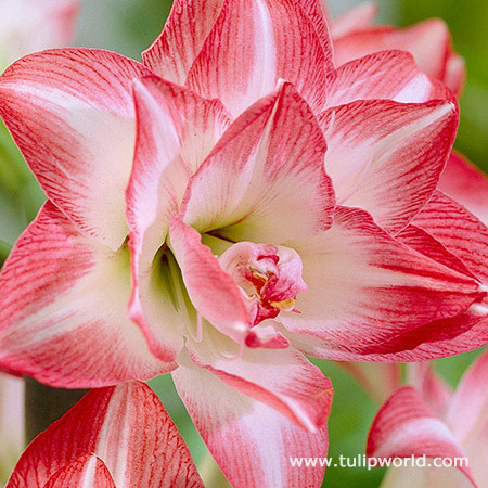 Flaming Peacock Amaryllis 