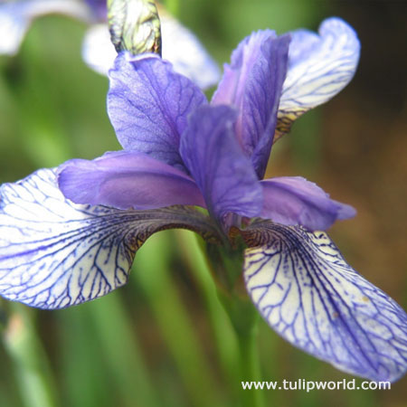 Flight of Butterflies Siberian Iris 