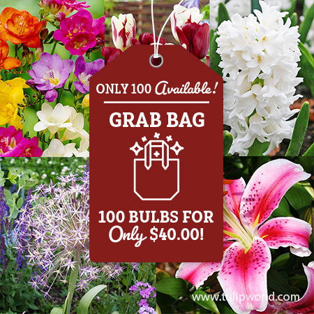 Fragrant Spring Cut Flowers Grab Bag