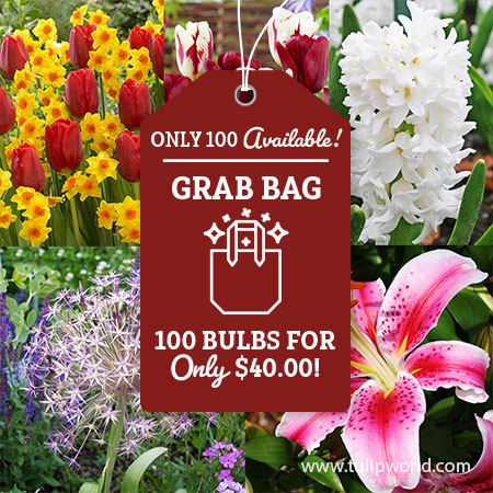 Fragrant Spring Cut Flowers Grab Bag