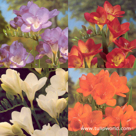 Freesia Collection 