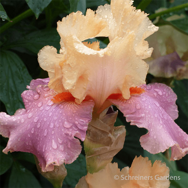 Frimousse Bearded Iris