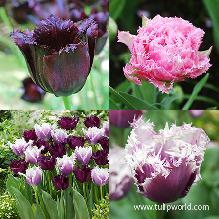 Download Fringed Tulips Dark Purple Tulips Pink Tulips