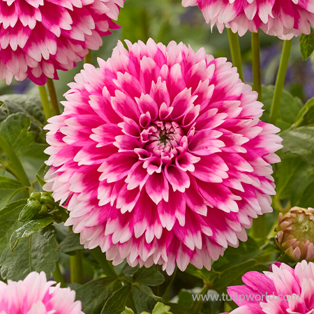 Fuzzy Wuzzy Decorative Dahlia