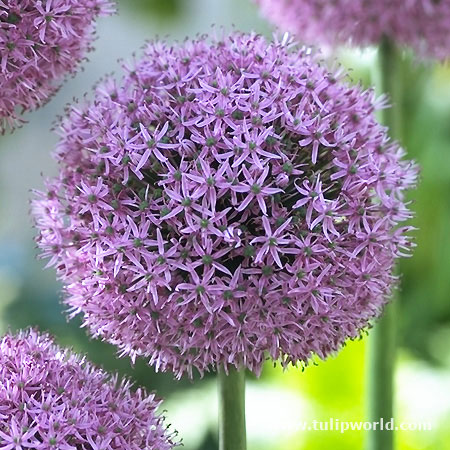 Gladiator Allium 