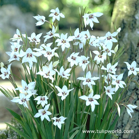 Gladiolus Murielae or Peacock Orchid