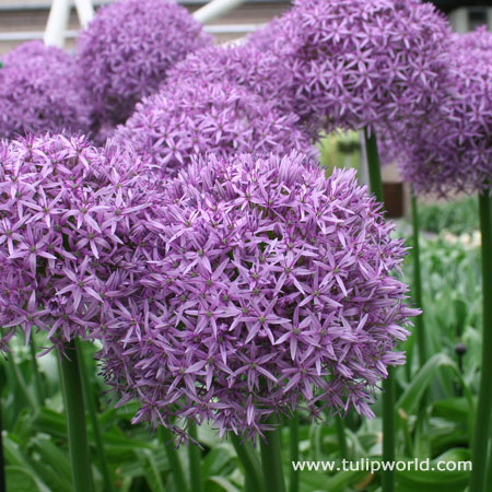 Globemaster Allium 