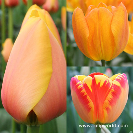 Glowing Darwin Hybrid Tulip Collection