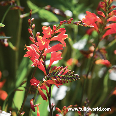 Glowing Ember Blend Crocosmia 