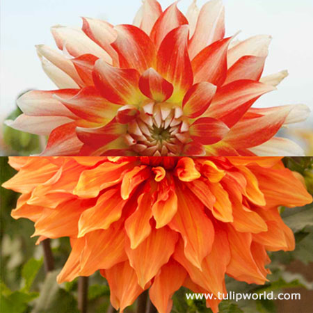 Glowing Embers Dahlia Collection 