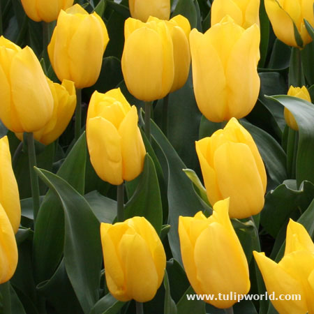 Golden Apeldoorn Yellow Tulips 