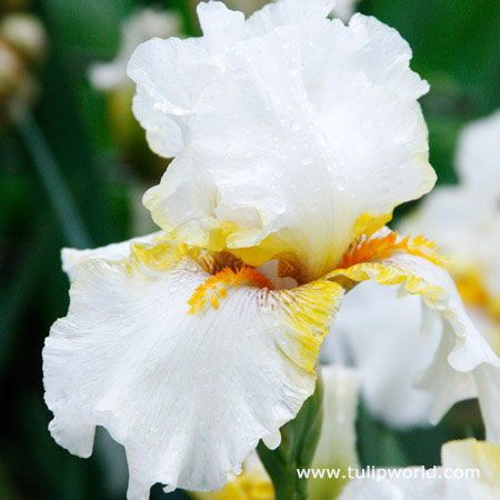 Goldkist Bearded Iris 