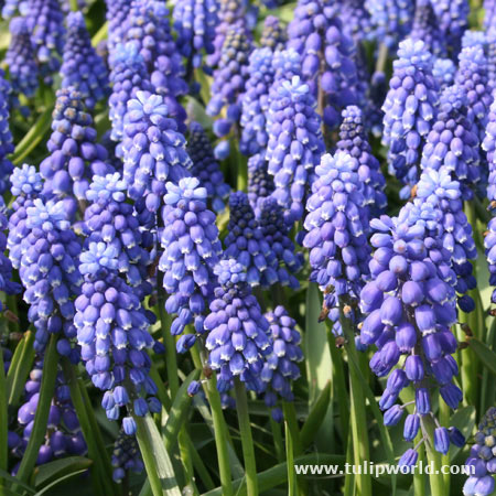 Grape Hyacinth Landscape Pack 