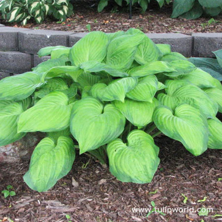 Guacamole Hosta 