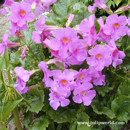 Hardy Gloxinia 