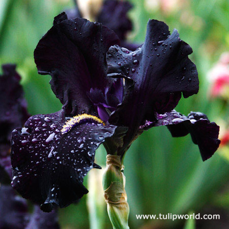 Here Comes the Night Bearded Iris 