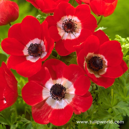 Hollandia Poppy Flowering Anemone 