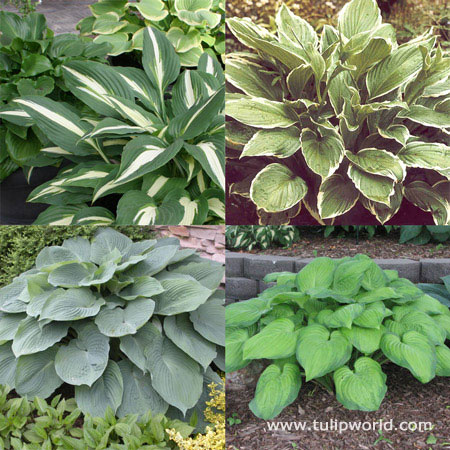 Hooray for Hostas Collection 