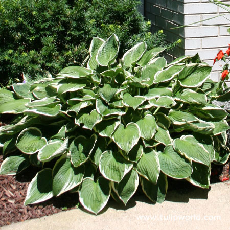 Hosta Super Pack - Albomarginata