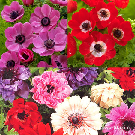 Hot Anemone Collection