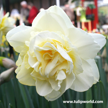 Ice King Daffodil Narcissus