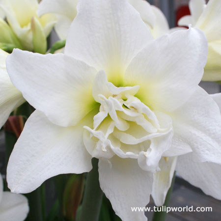 Ice Queen Amaryllis 