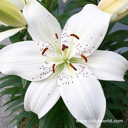 Inuvik Asiatic Lily 