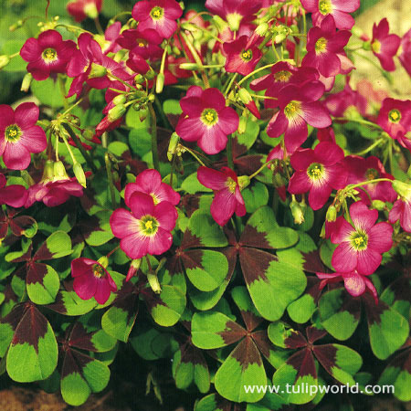 Iron Cross Oxalis Shamrock Plant 