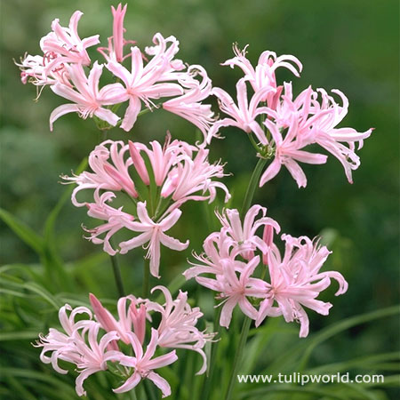 Japanese Spider Lily 