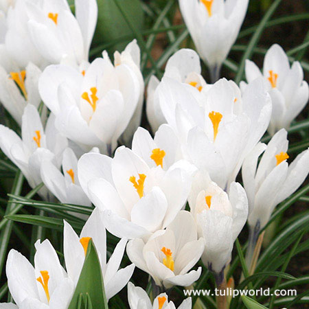 Joan of Arc Crocus 