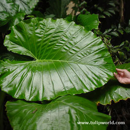 Jumbo Elephant Ear 