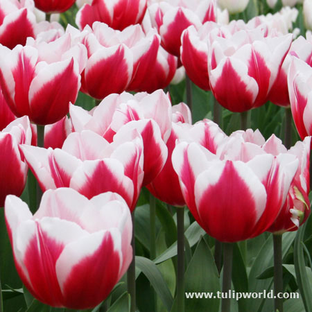 Kelly Triumph Tulip