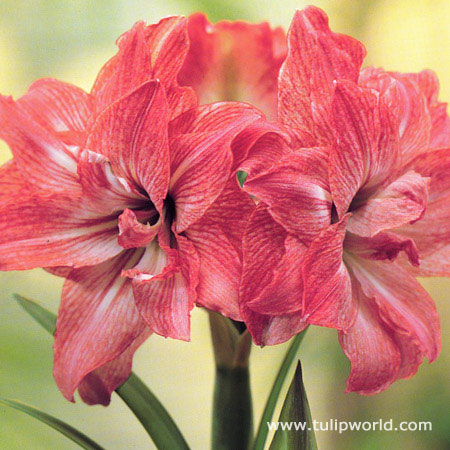 Lady Jane Amaryllis  Double Flower 