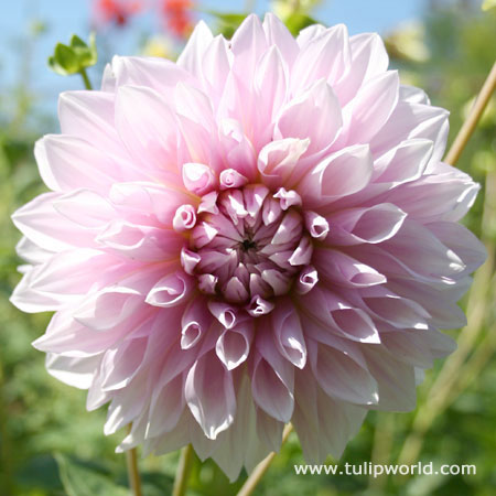 Lavender Perfection Dinnerplate Dahlia 