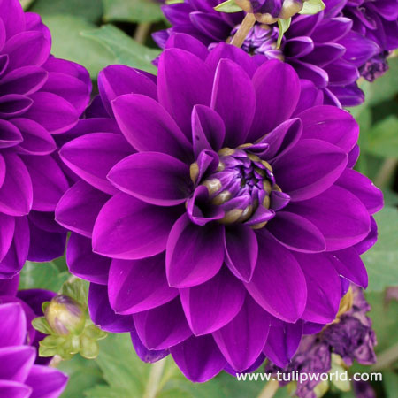 Le Baron Dahlia 