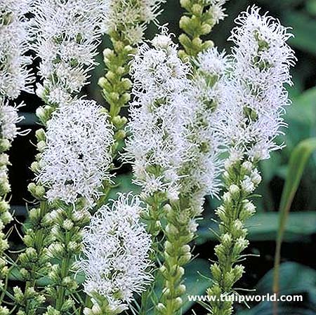 Liatris Spicita Alba - White Liatris 