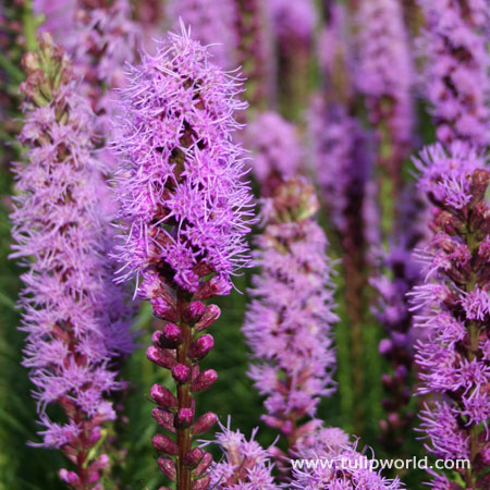 Liatris spicita (Gayfeather) 