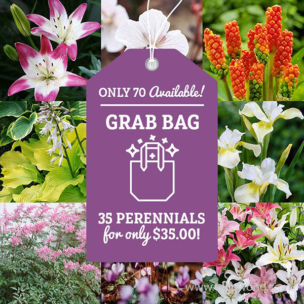 Lily and Perennial Grab Bag