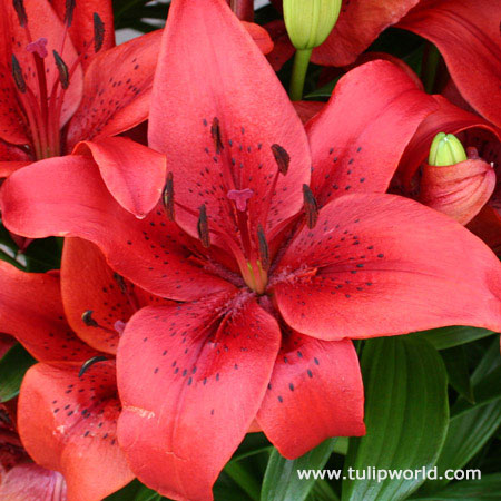 Londrina Asiatic Lily 