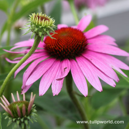 Magnus Purple Coneflower 