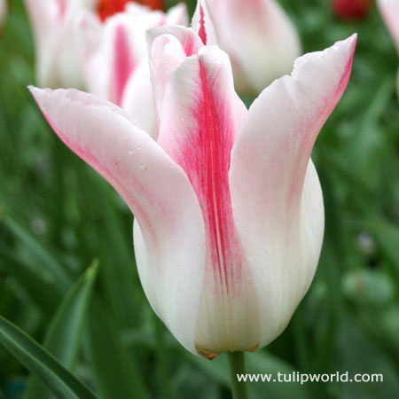 Marilyn Lily Tulip 