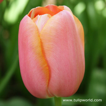 Menton Single Late Tulip 