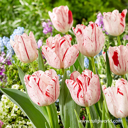 Timeless Tulip Bulbs: Triumph Tulips