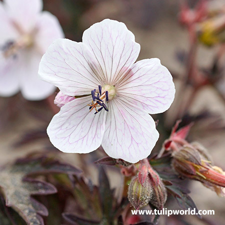 Midnight Ghost Cranesbill