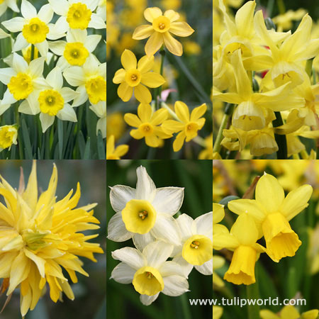 Miniature Daffodil Collection 