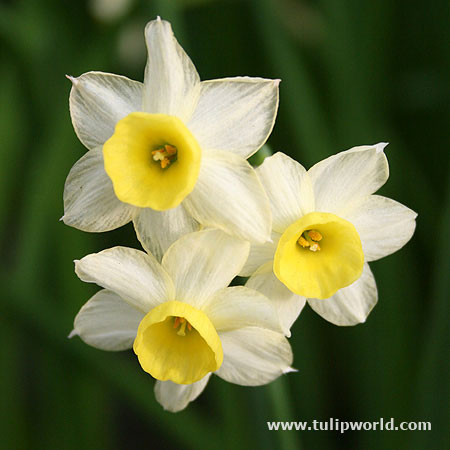 Minnow Daffodil Narcissus 