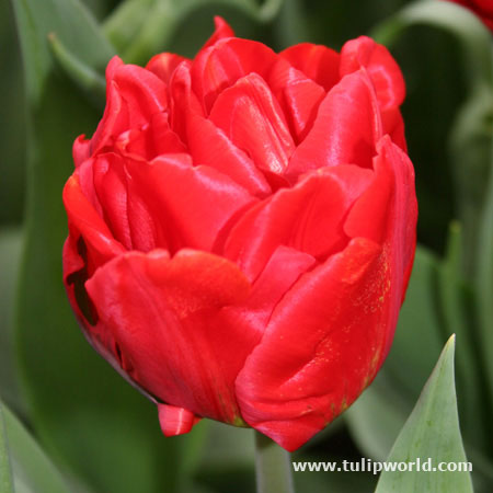 Miranda Double Tulip 