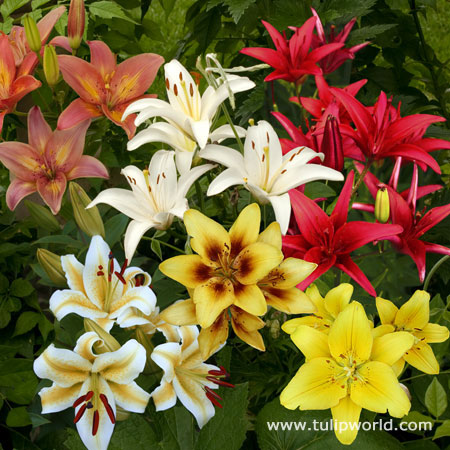 Mixed Asiatic Lilies Super Pack 