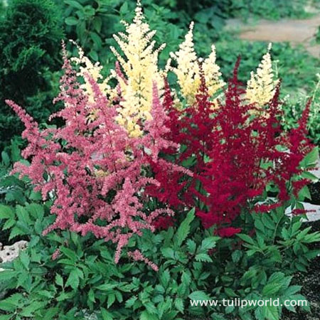 Mixed Astilbe Value Bag