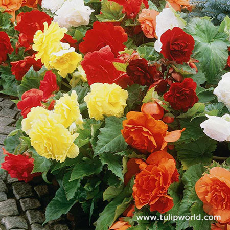 Mixed Begonias Super Pack